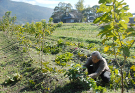 福知山市大呂村の皆様と養蚕モデルの土地を確保して、その育成に努めています